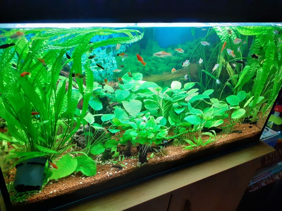 Plante si pesti acvariu