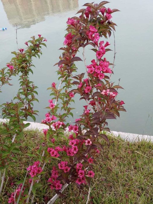 Вейгела красная, розовая, пестролистная