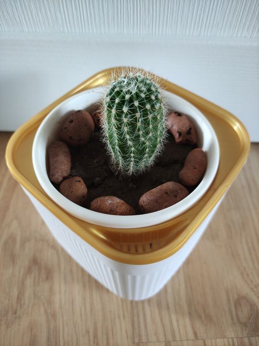 Кактус для энергии