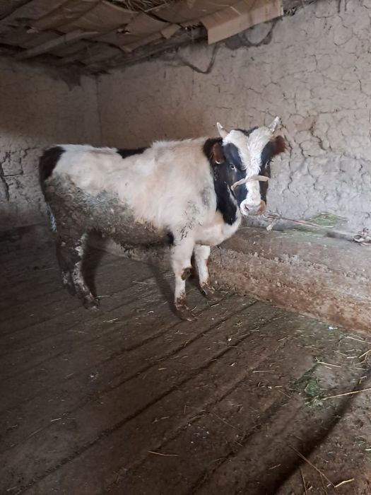 Семіз өгіз сатылады