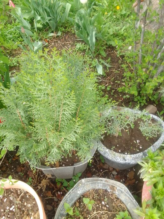 Туя деревья обыкновенная