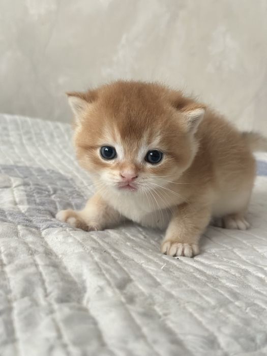 Продам котята золотой шиншиллы