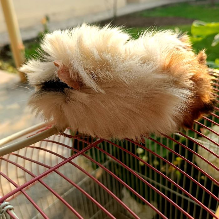 Морская свинка просто чудо