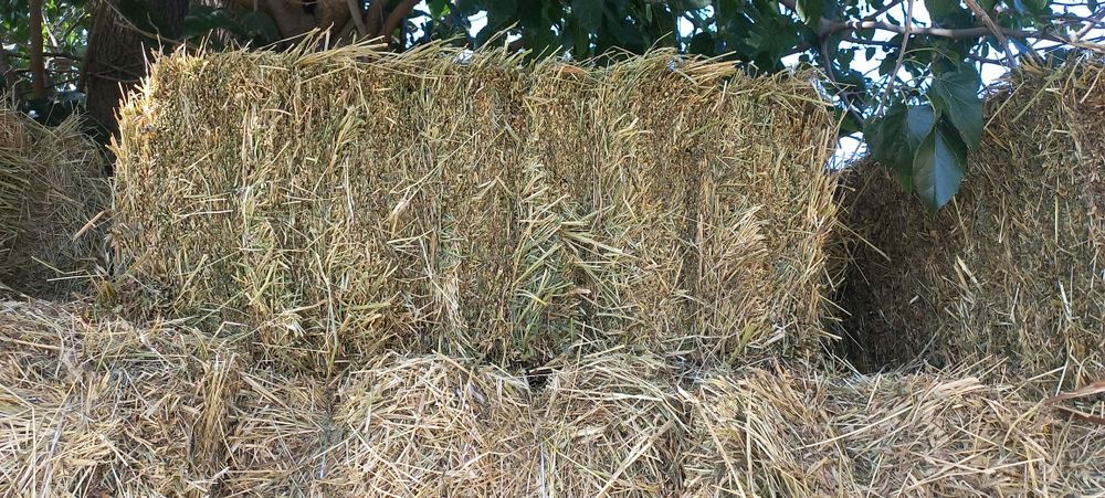 Беда прес 30 000 сум дастафкаси  шахар ичида  бепул