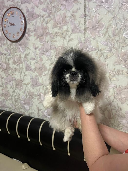 Ищем любящих родителей