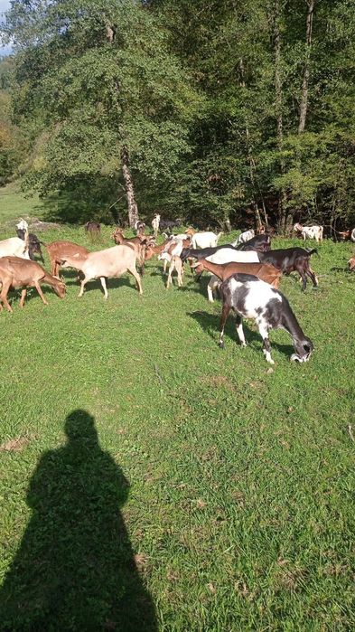 Vand 15 capre gestante cu tap anglonubian