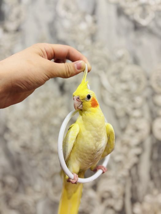 Прадам папугаяв корелла