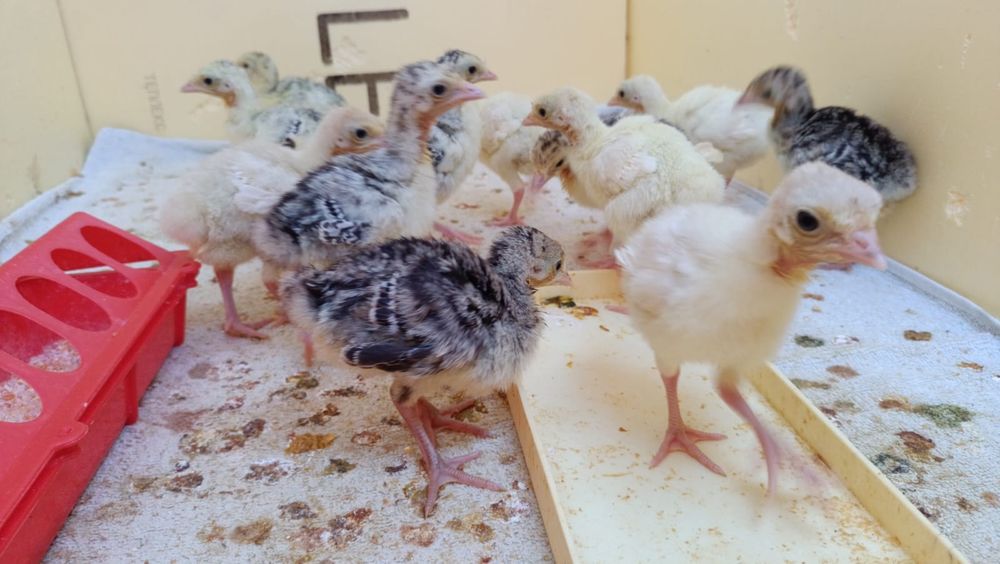 Продам индюшат из под индюшки