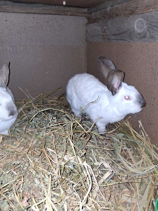 Femele urias de transilvania