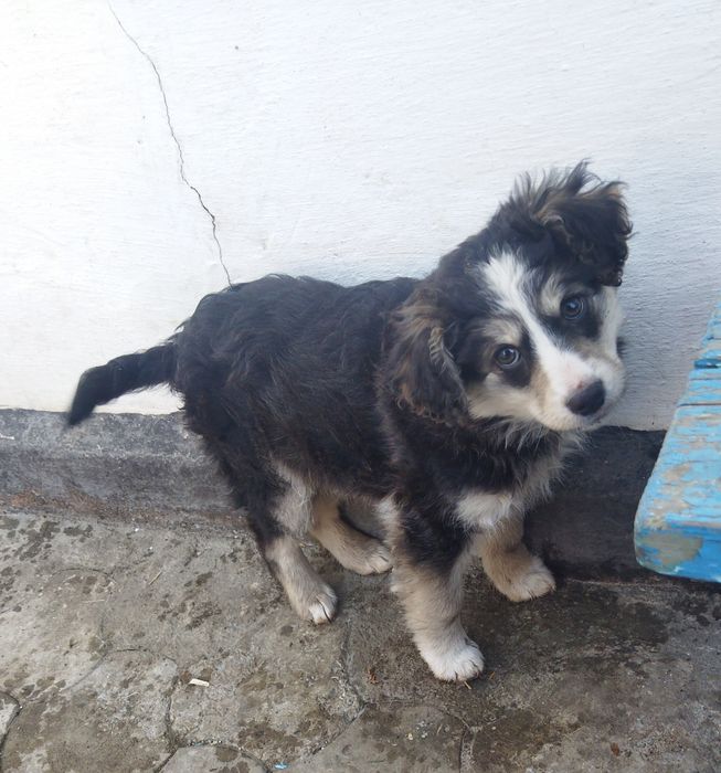 Щенок идёт дом :)