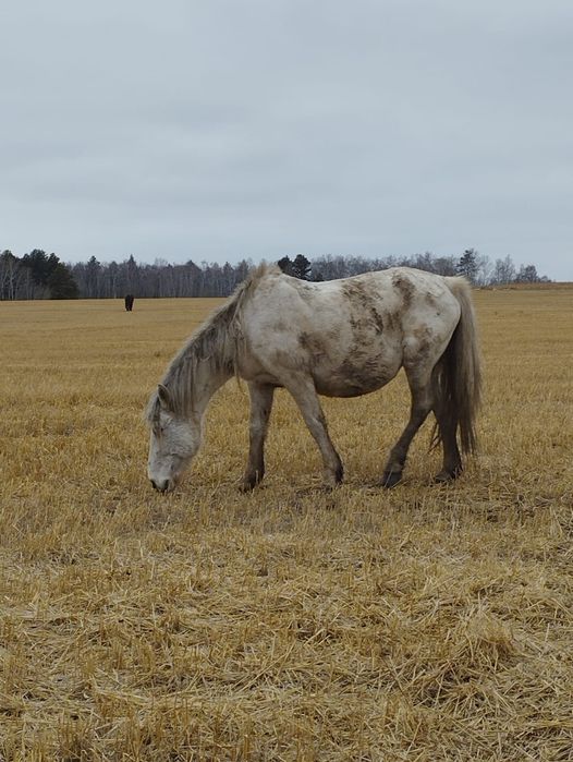 Кобыла 11 лет...