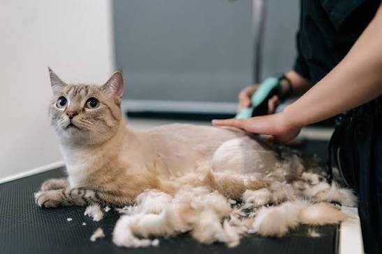 Стрижка кошек и собак