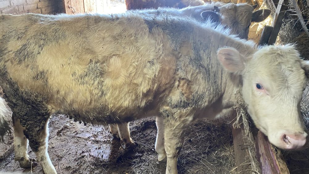 Продам на откорме