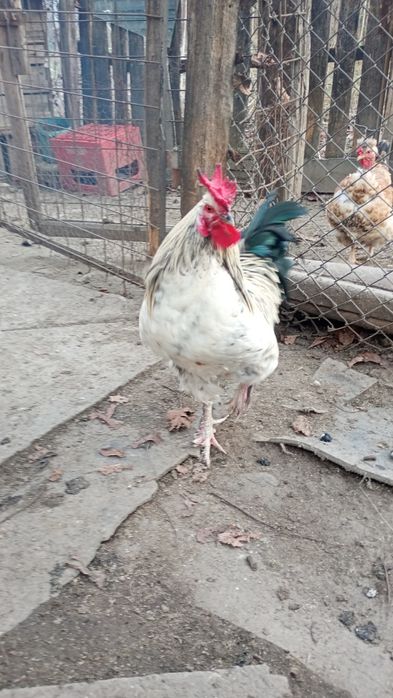 Vând cocoș de țară