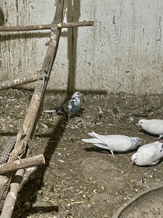 Продам бакинцев