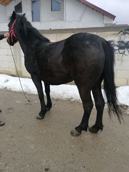 Iapa de vânzare de 4 ani merge bn la căruță