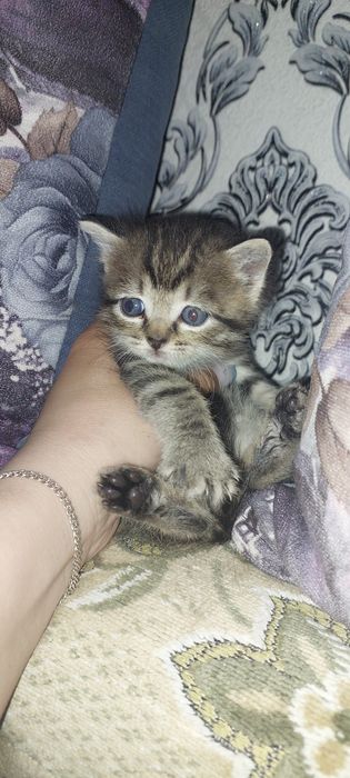 Продам Шотландских котят