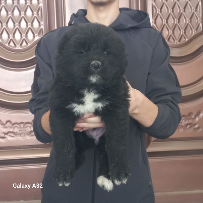 Тоза туркман Алабай сотилади 40кунли