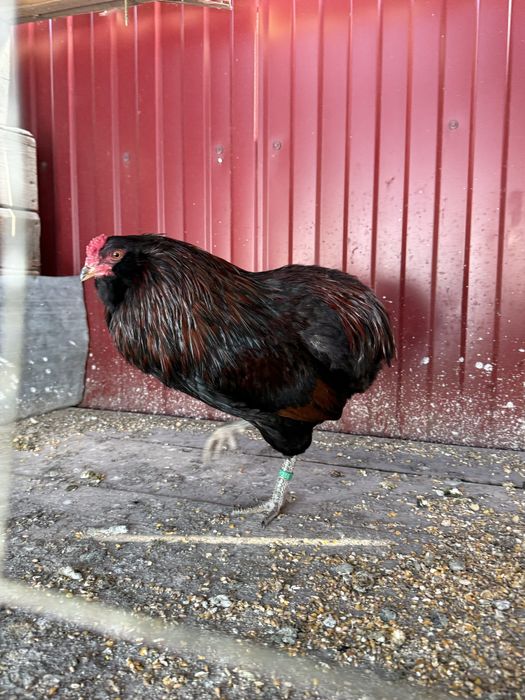 Cocos marans si araucana