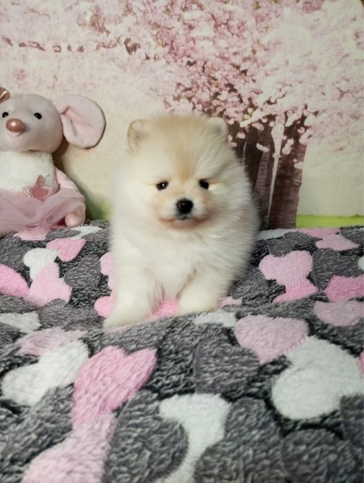 Щенки померанского шпитца