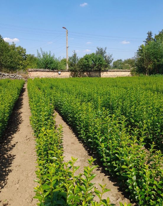 Лигуструм ( Ligustrum Ovalifolium)