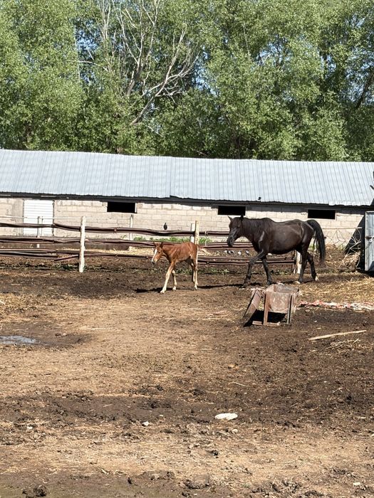 Лошадь кабыла с жеребенком и жеребец
