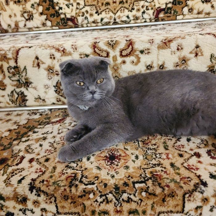 Продаётся кошка Skotish Fold