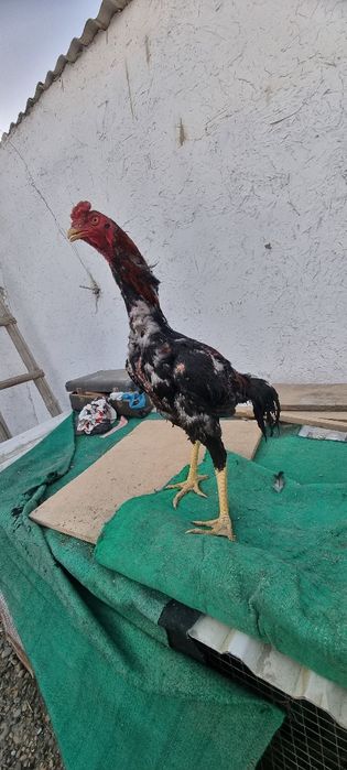 Xoʻroz Makiyon sotiladi