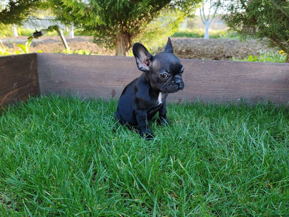 Френски  булдог ЖЕНСКО