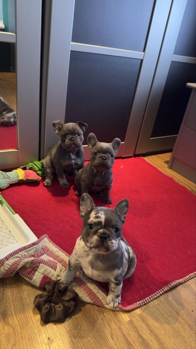 Френски булдог