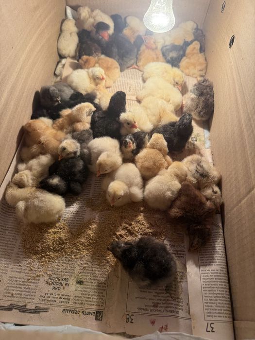 Цыплята домашние