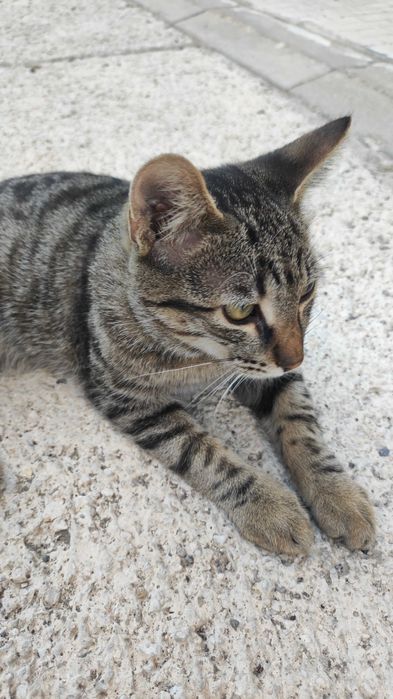 Мъжко таби коте