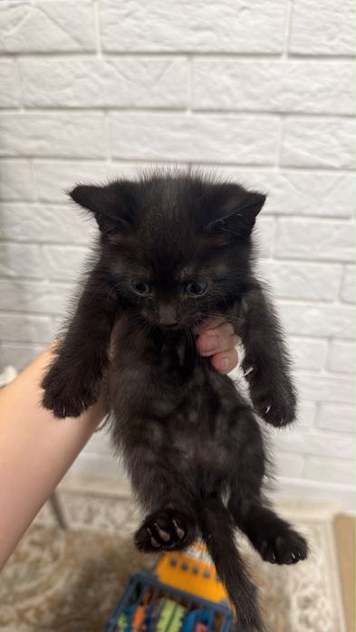 Отдам котенка (девочку)