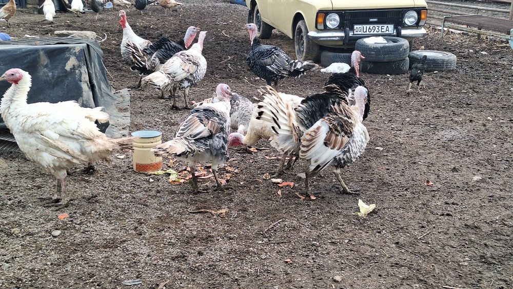 Биг 6 куркала ва жайдарила сотилади