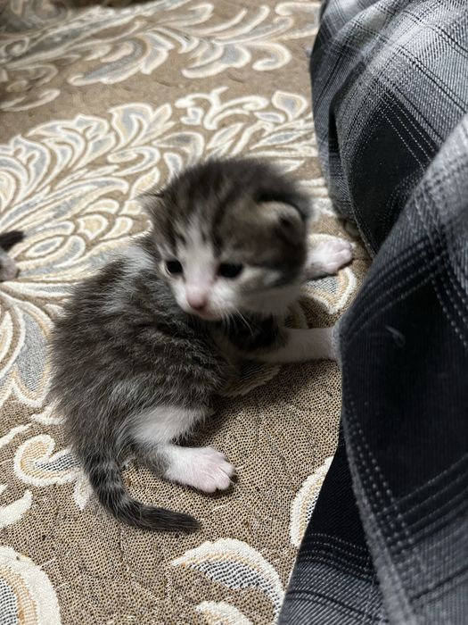 продам котёнка.