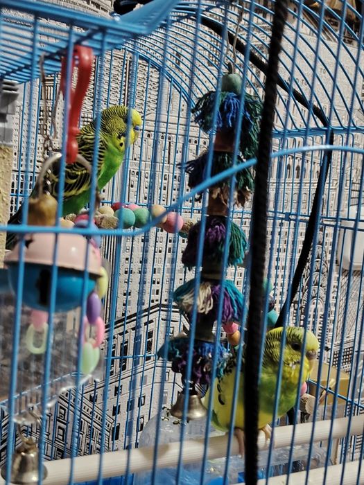 Продам попугаев волнистых