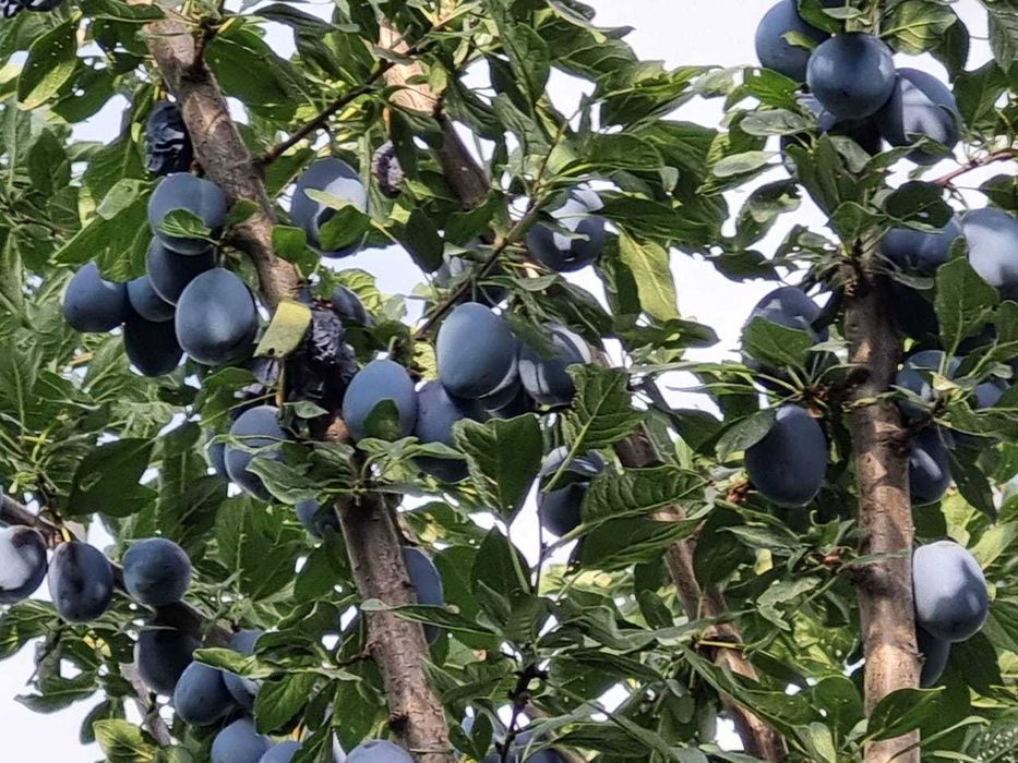 Продам СЛИВУ сочную, сладкую. Самосбор.