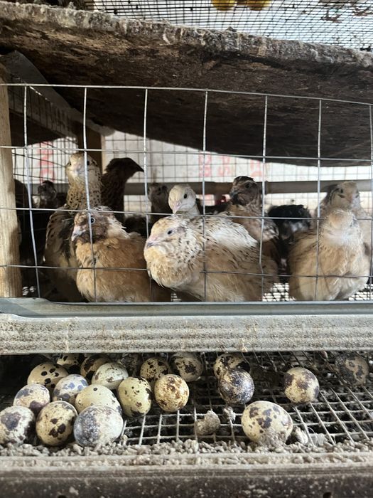 Готовый бизнес перепелка мясо и яйцо