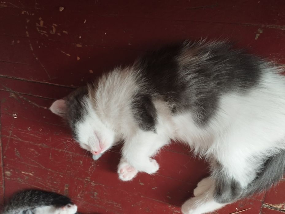 Отдам даром 4котенка,1,5 месяца