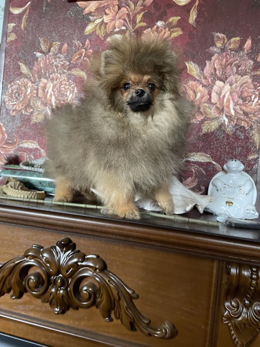 Щенки шпица