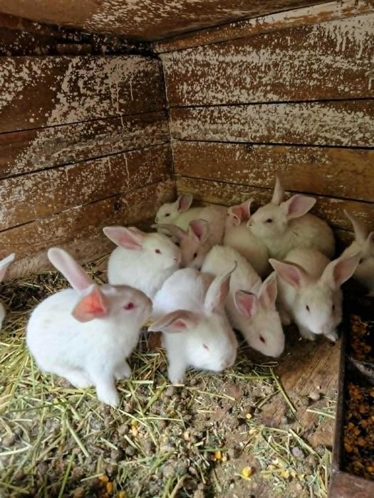 iepurasi  de casa 6 saptamani