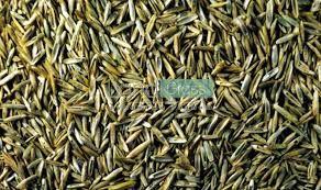 Семена газон, Газон уруғи.