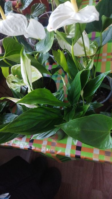 Комнатные цветы в ассортименте