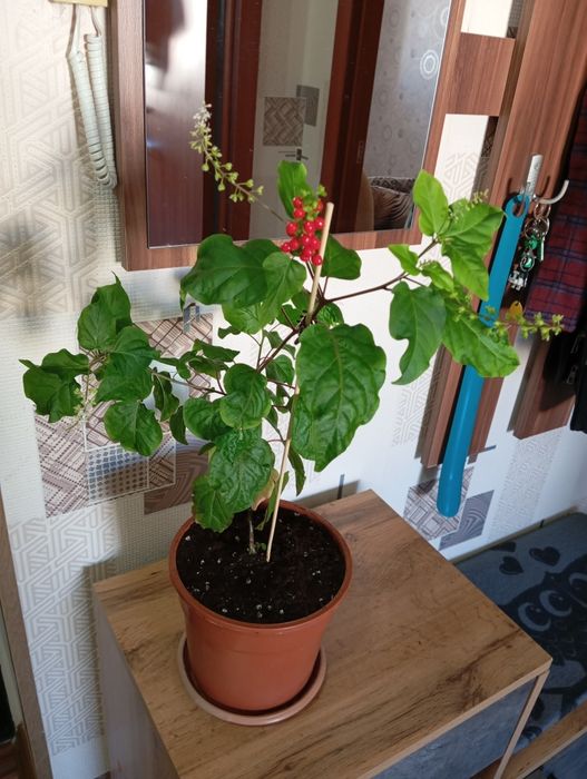 Продам цветы комнатные