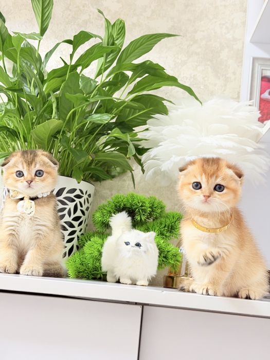 Котята чистокровные