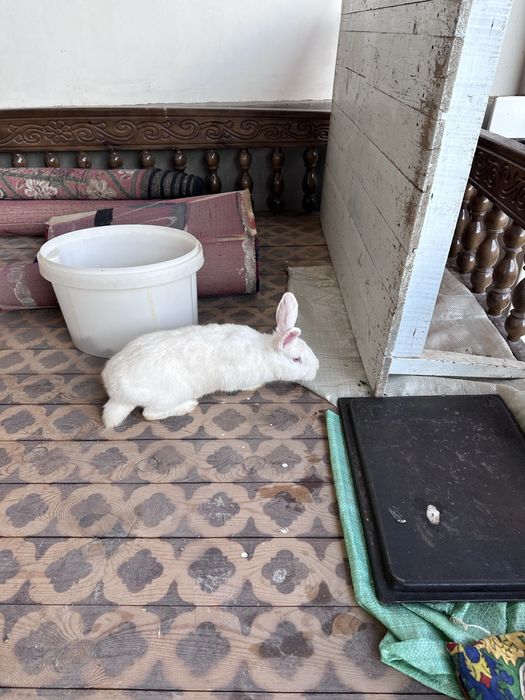 Samka, самка 4 ойли 3 дона