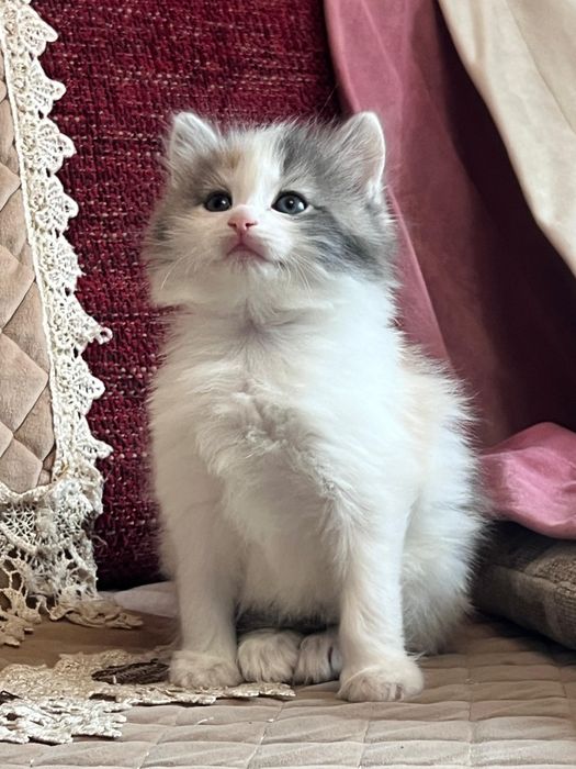 Сибирские малыши