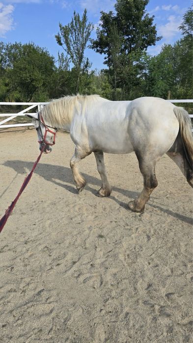 De vanzare cal Echitatie Pinto