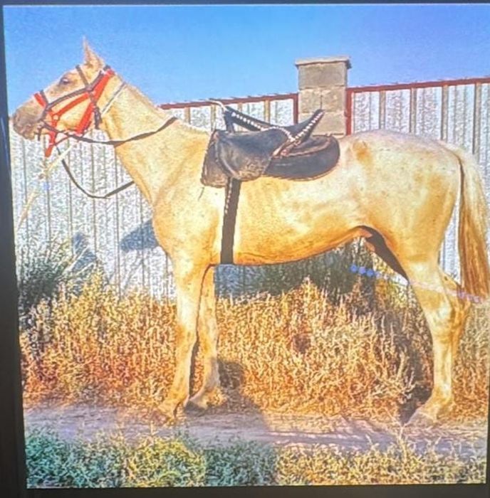 Продам лошад возраст 2.3год