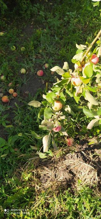 Продам дачу Восход в хорошем месте